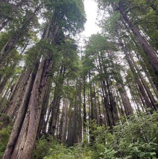 Trinidad Artist and Healing Retreat with Hot Tub - 3