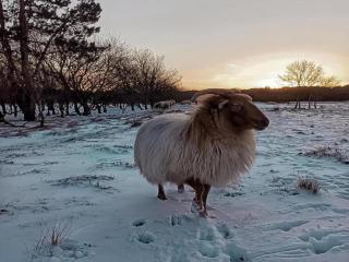 Stunning apartment in Schoorl, North Hollandâ you can bike to the beach - 9
