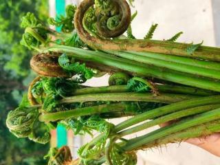 Green Hills Homestay - 8