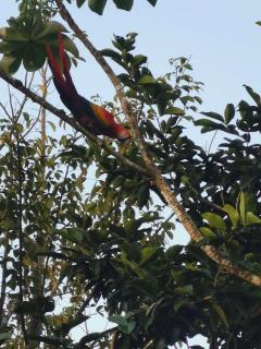 Hotel la montaña el trogon - 0