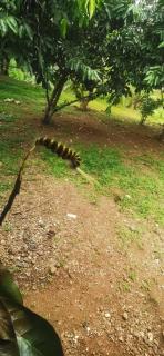 Hotel la montaña el trogon - 1