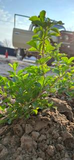 DREAMS INN guest house - 6