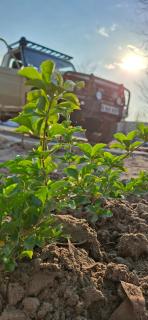 DREAMS INN guest house - 4