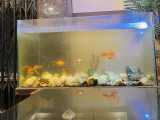 Hotel Royal Crystal Inn - 6