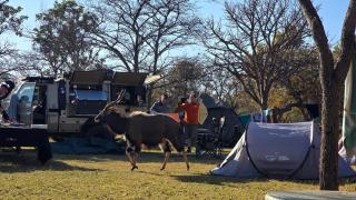 EliteTravelGuides Tent Hire Pick up OR TAMBO INTERNATIONAL - 0