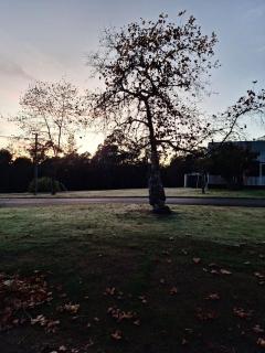 The May Queen - Footsteps in the Forest - 3
