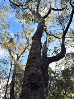 The May Queen - Footsteps in the Forest - 9