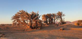 Palm dune Sanctuary - 2