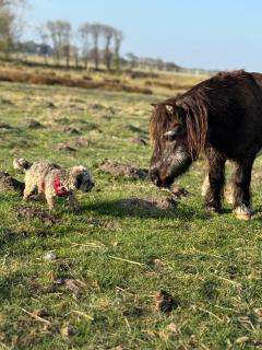 Ferienhof Faebrogaard - 8