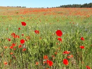 Kamminke - Reetdachhaus - 8