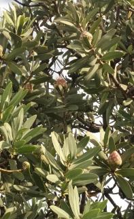 Azalea Guest Farm Cottage Pet Friendly - 5