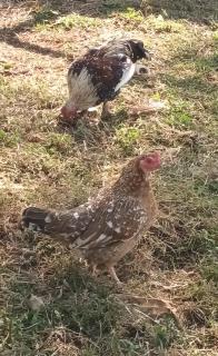 Azalea Guest Farm Cottage Pet Friendly - 4