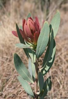 Azalea Guest Farm Cottage Pet Friendly - 2