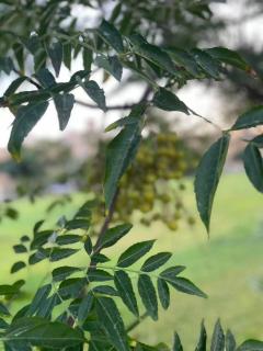 808名墅 新开罗国际会展中心店 - 4