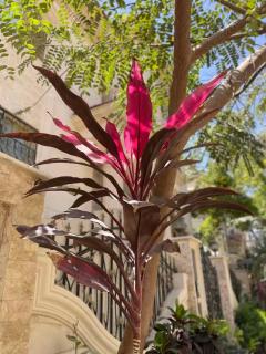 808名墅 新开罗国际会展中心店 - 2