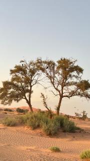 Camp Sakura Desert Dream - Merzouga - 6