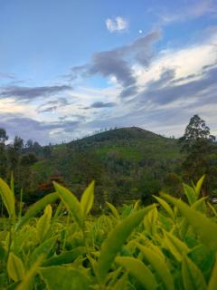 Wild Nest Kotagiri - Kotagiri - 5