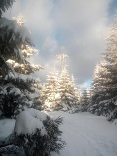 Chopina 6 na zielonym wzgórzu - 7