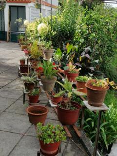 Casa Žerotín - Funchal - 6