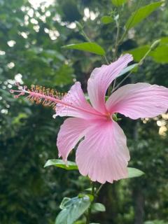 Loh jinawi Guest House Bunaken - 7