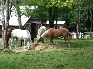 Rustic Log Cabin Rental in Adirondack Park near Lake Ontario - 8
