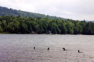 Hemlock - Big Moose Lakeside - 5