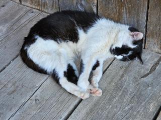Troadkasten - Ferienhaus am BIO-Bergbauernhof - 1