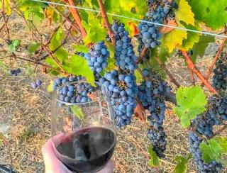 Charming Cottage Rental for a Fun-Filled Vacation in the San Francisco Bay Area, California - 3