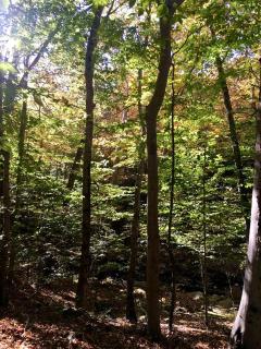 Fabulous Tiny House Surrounded by Forest in Norwich, Connecticut - 5