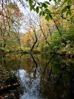 Fabulous Tiny House Surrounded by Forest in Norwich, Connecticut - 3