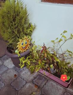 Guest House Lotus - 6