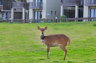 Brenton Haven Beachfront Resort - 2