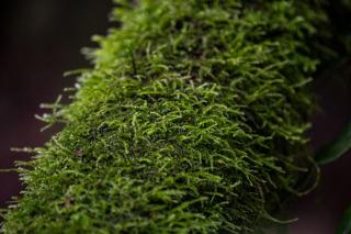 Herencia Colonial Glamping - 2