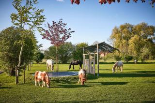 Traberhof - Landurlaub in seiner schönsten Form - freies Reiten inbegriffen - Hunde willkommen - Sauna im Haus - Kanuverleih - tolle Radwege - Deich in Sichtweite - 3