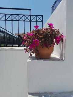 Sunsets and Olive Trees - 1