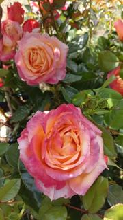 Le Gite Ecureuil - L'Ile-Bouchard - 4