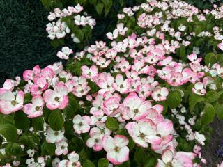 Apartment am Park - Tönisvorst - 6