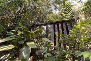 Refugio inmerso en el bosque en Aldeia Rizoma - 9