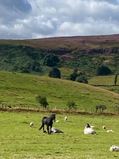 Craven Garth Cottages - 3