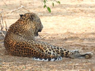 Neem safari lodge Yala - 4
