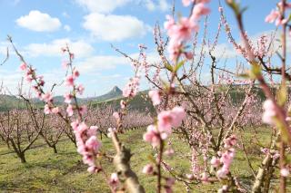 Agriturismo Green Planet - 1