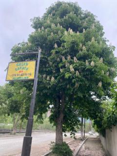 Green Garden Dilijan - 3