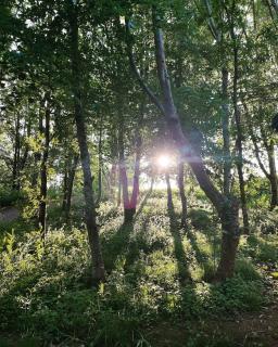 Ty Cwtch Cabin - secluded woodland cabin & covered hot tub - 7