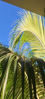 Private home in Flic en Flac - quiet location - 8