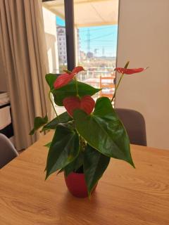 Comfort Stay Golem - Golem - 0