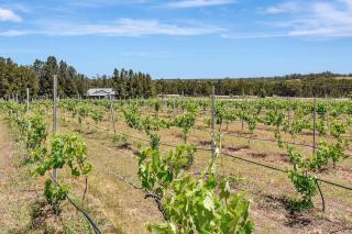 Rose at the Vineyard - 2