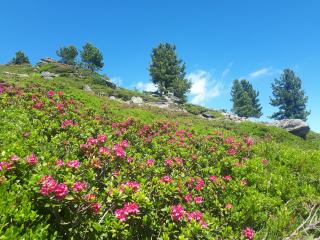 Ferienhaus Riegler - 2