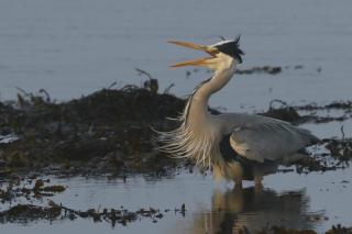 No 22 - Seaview Dream Retreatt - 5