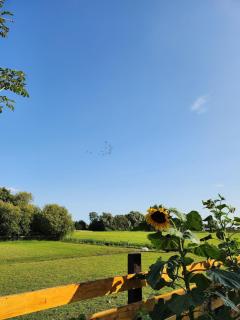 Shepherd's hut Het Schoehuijs - 9