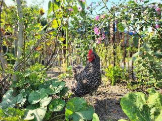 Shepherd's hut Het Schoehuijs - 3